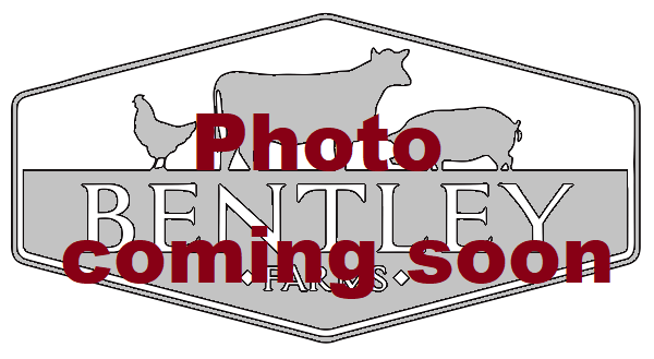 pork-fat-non-gmo-pasture-raised